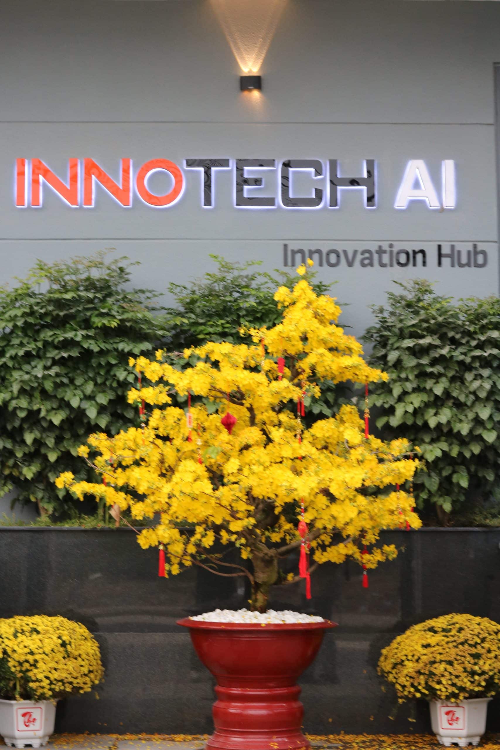 Hoa mai Tết Innotech 2026